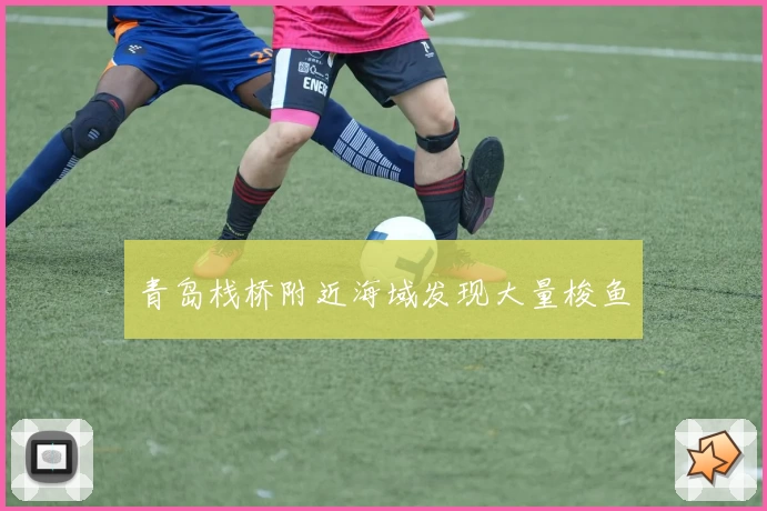 青岛栈桥附近海域发现大量梭鱼